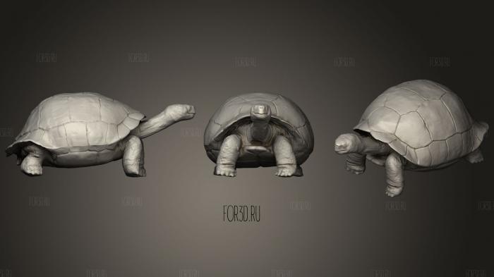 Galapagos Turtle stl model for CNC
